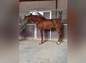 PRE, Stallion, 3 years, 16 hh, Chestnut-Red