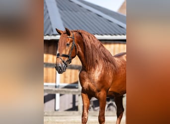 PRE, Stallion, 3 years, 16 hh, Chestnut-Red