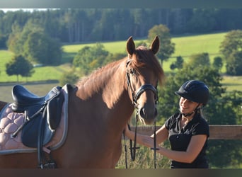 PRE, Stallion, 3 years, 16 hh, Chestnut-Red
