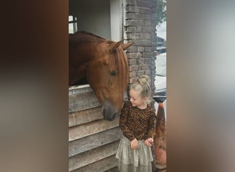 PRE, Stallion, 3 years, 16 hh, Chestnut-Red