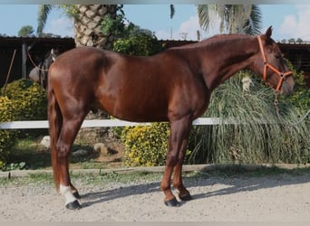 PRE, Stallion, 3 years, 16 hh, Chestnut-Red