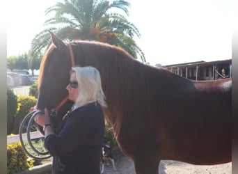 PRE, Stallion, 3 years, 16 hh, Chestnut-Red