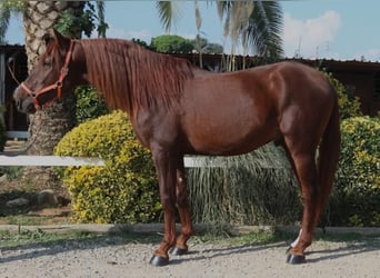 PRE, Stallion, 3 years, 16 hh, Chestnut-Red