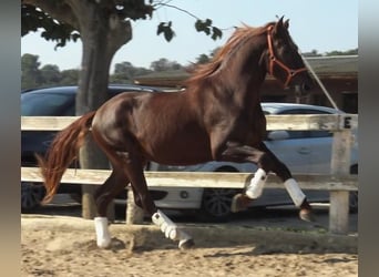 PRE, Stallion, 3 years, 16 hh, Chestnut-Red