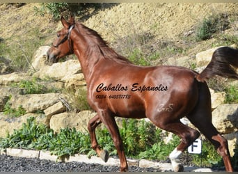 PRE, Stallion, 3 years, 16 hh, Chestnut-Red