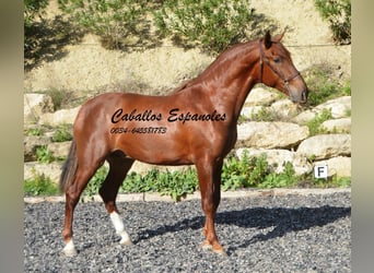 PRE, Stallion, 3 years, 16 hh, Chestnut-Red