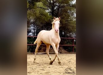 PRE, Stallion, 3 years, 16 hh, Cremello