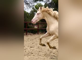 PRE, Stallion, 3 years, 16 hh, Cremello