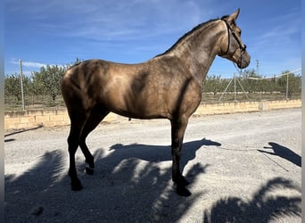 PRE, Hengst, 3 Jahre, 16 hh, Falbe