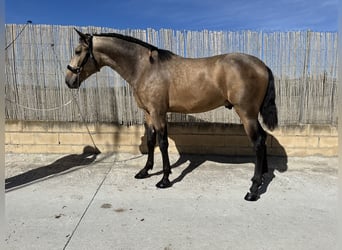 PRE, Hengst, 3 Jahre, 16 hh, Falbe