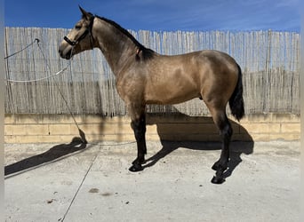 PRE, Hengst, 3 Jahre, 16 hh, Falbe