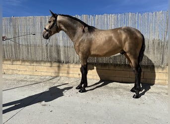 PRE, Hengst, 3 Jahre, 16 hh, Falbe