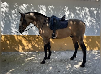 PRE, Hengst, 3 Jahre, 16 hh, Falbe