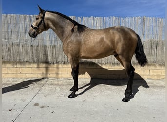 PRE, Hengst, 3 Jahre, 16 hh, Falbe