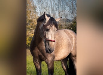 PRE Mix, Stallion, 3 years, 16 hh, Dun