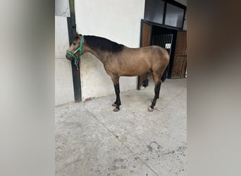 PRE, Hengst, 3 Jahre, 16 hh, Falbe