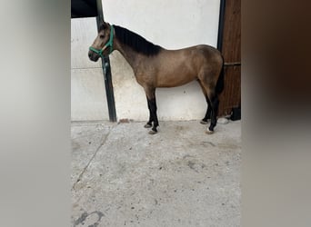 PRE Mix, Hengst, 3 Jahre, 16 hh, Falbe