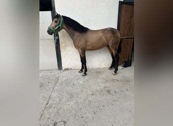 PRE Mix, Hengst, 3 Jahre, 16 hh, Falbe