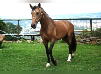 PRE Mix, Stallion, 3 years, 16 hh, Dun