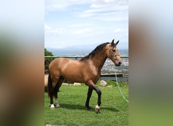 PRE Mix, Stallion, 3 years, 16 hh, Dun