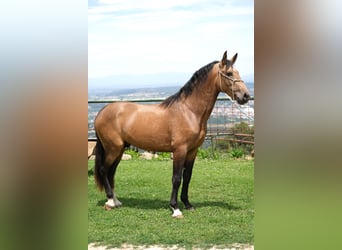 PRE Mix, Stallion, 3 years, 16 hh, Dun