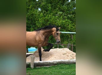 PRE Mix, Stallion, 3 years, 16 hh, Dun