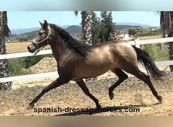PRE Mix, Stallion, 3 years, 16 hh, Dun
