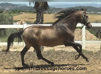 PRE Mix, Stallion, 3 years, 16 hh, Dun