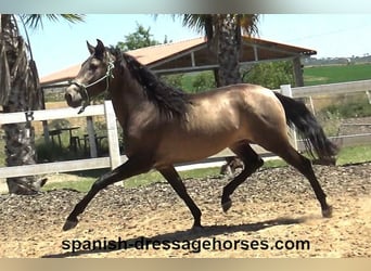 PRE Mix, Stallion, 3 years, 16 hh, Dun