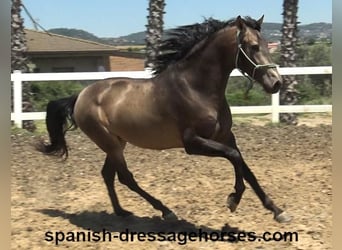 PRE Mix, Stallion, 3 years, 16 hh, Dun
