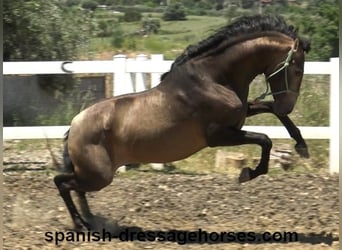 PRE Mix, Stallion, 3 years, 16 hh, Dun