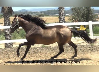 PRE Mix, Stallion, 3 years, 16 hh, Dun