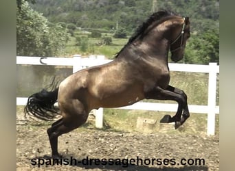 PRE Mix, Stallion, 3 years, 16 hh, Dun