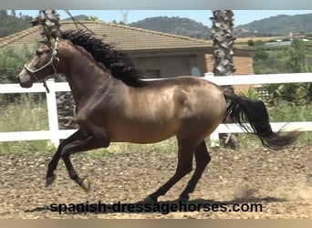 PRE Mix, Stallion, 3 years, 16 hh, Dun