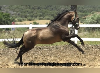 PRE Mix, Stallion, 3 years, 16 hh, Dun