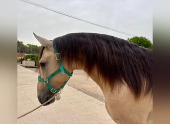 PRE Mix, Stallion, 3 years, 16 hh, Dun