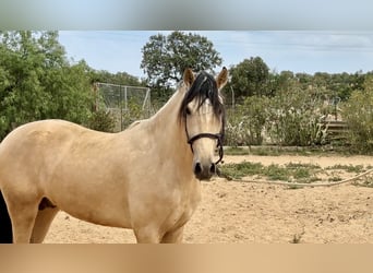 PRE Mix, Stallion, 3 years, 16 hh, Dun