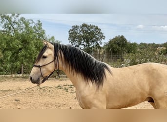 PRE Mix, Stallion, 3 years, 16 hh, Dun
