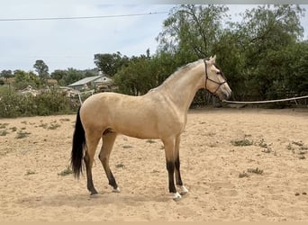 PRE Mix, Stallion, 3 years, 16 hh, Dun