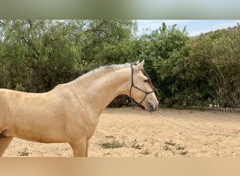 PRE Mix, Stallion, 3 years, 16 hh, Dun
