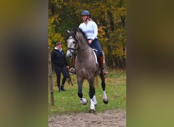 PRE Mix, Stallion, 3 years, 16 hh, Gray-Blue-Tan