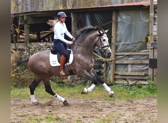 PRE Mix, Stallion, 3 years, 16 hh, Gray-Blue-Tan