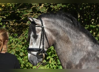 PRE Mix, Stallion, 3 years, 16 hh, Gray-Blue-Tan