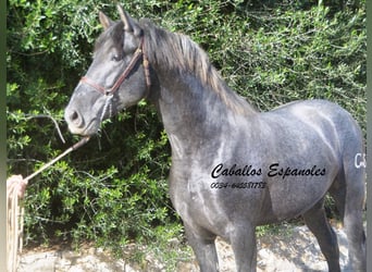 PRE, Stallion, 3 years, 16 hh, Gray-Dark-Tan