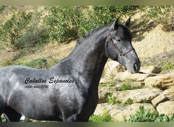 PRE, Stallion, 3 years, 16 hh, Gray-Dark-Tan
