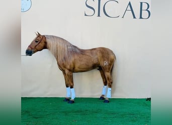 PRE Mix, Stallion, 3 years, 16 hh, Gray