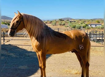 PRE Mix, Stallion, 3 years, 16 hh, Gray