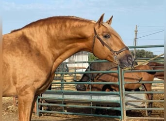 PRE Mix, Stallion, 3 years, 16 hh, Gray