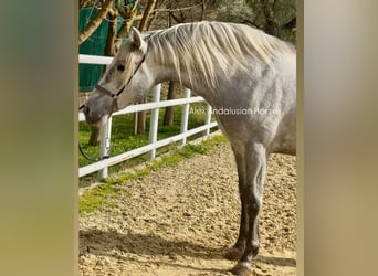 PRE Mix, Stallion, 3 years, 16 hh, Gray