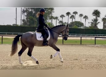 PRE, Stallion, 3 years, 16 hh, Gray